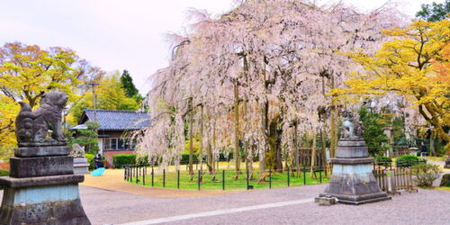 日本北陸|到福井市賞360年的絕美垂櫻