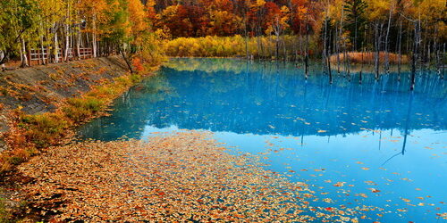 秋日北海道美瑛|不能錯過的美景|青ぃ池