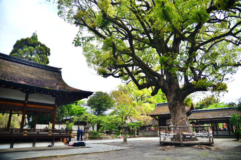 京都在地人的賞櫻名所|平野神社