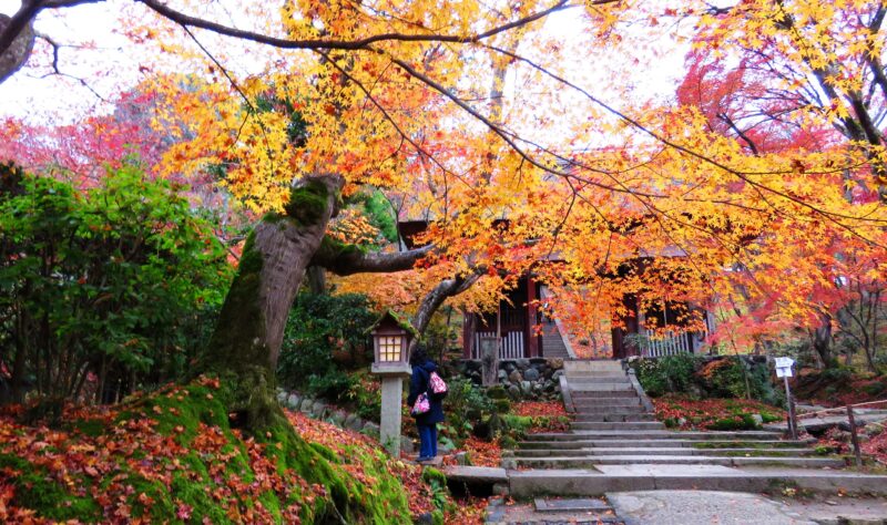 京都的神社寺廟|個人心中排行榜