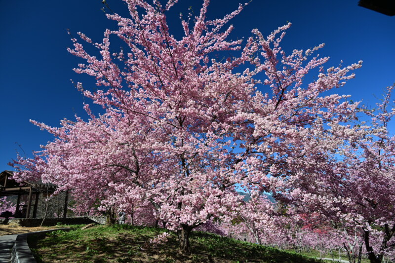 台灣的春天越來越熱鬧|全台都有賞花秘境|福壽山農場的千櫻園新秘境可與日本櫻花比美