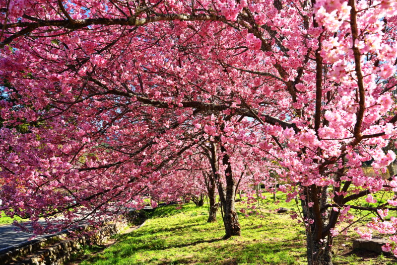 台灣最美的賞櫻秘境農場|武陵農場的粉紅浪漫約會